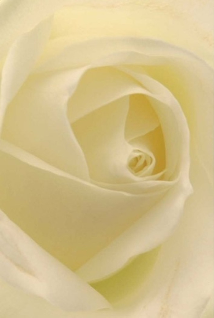 The photograph presents an exceptionally close, almost abstract view into the centre of a white rose, revealing how each petal layers with deliberate grace. From the outermost petals, which are broad and gently cupped, the eye is led inward along a spiral of increasingly smaller, more tightly curled folds. The colours shift subtly from a cool, clean white at the edges to warmer cream tones as they approach the heart of the bloom, with minute hints of pale gold where the light is at its softest. The lighting feels like gentle morning light filtering through a Bow terrace window, diffused enough to smooth out any harshness while still catching along the edges of the petals, where it creates delicate highlights. Between those curved rims, tiny valleys of shadow run like soft pencil lines, giving depth and dimension to the rose's natural architecture. The texture appears velvety and slightly matte, conjuring the sensation of pressing your fingertips against petals that are both firm and tender, neither fragile nor stiff. By filling the entire frame with petals and avoiding any distraction from leaves or vase, the photograph focuses purely on the bloom's serene geometry and calm presence. As a florist used to arranging flowers for weddings at local venues around Bow Church and intimate dinners near the Regent's Canal, I see this rose as the embodiment of understated sophistication. It could be the central bloom in a bridal bouquet of white and cream, a single focal flower in a condolence arrangement, or a graceful addition to a minimalist table piece for gatherings in homes off Old Ford Road. There is an unspoken, clean fragrance suggested here-subtle, airy, and appropriate for any occasion where purity, respect, and quiet love must be expressed without words.